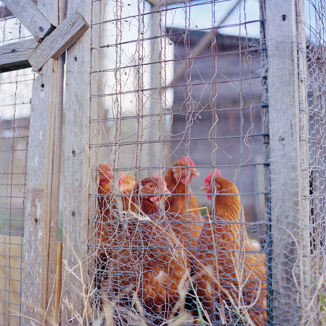 italy 2024 chicken portrait