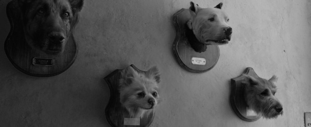 A wall with fake dog heads mounted as if they were taxidermied