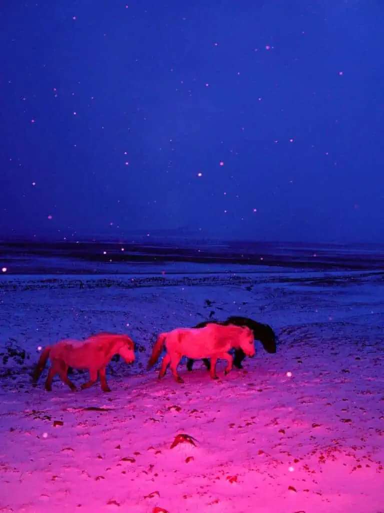 Pink-illuminated Icelandic ponies walking through snowy terrain under dark sky