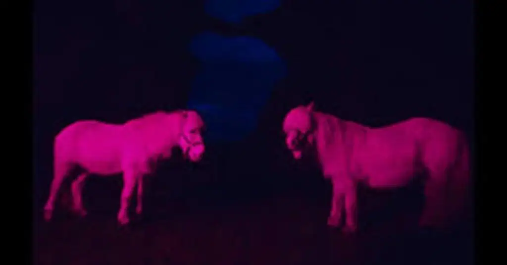 Two neon pink ponies facing each other in dark dreamlike setting, resembling Magic Island aesthetics