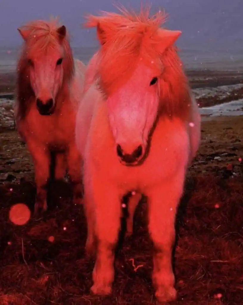 Pink-lit Icelandic horses in snowy landscape from Sasha Elage’s Magic Island series