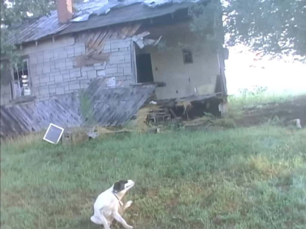 Still from James Herbert’s 1987 film It’s the End of the World as We Know It (And I Feel Fine) showing a decaying house and a dog in overgrown grass.