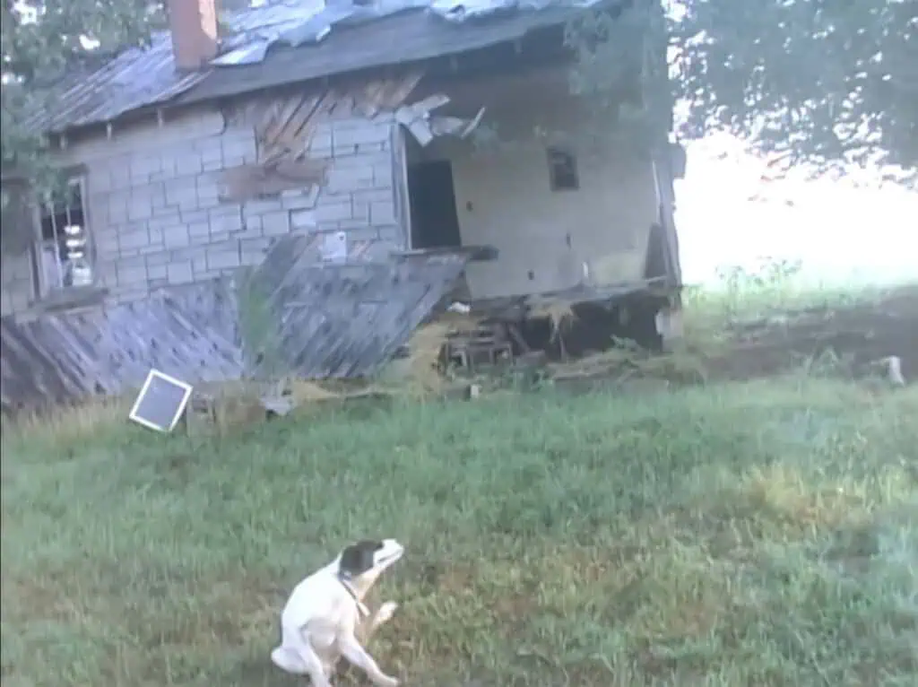 Still from James Herbert’s 1987 film It’s the End of the World as We Know It (And I Feel Fine) showing a decaying house and a dog in overgrown grass.