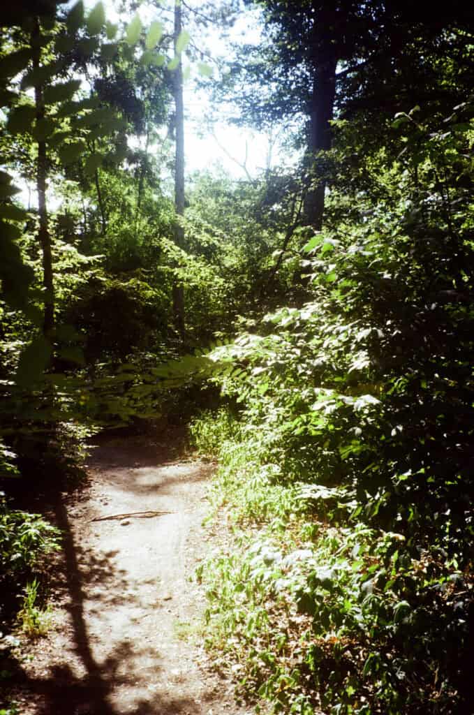 Sunlit wooded path surrounded by green foliage, typical cruising site photographed for Cruising Archaeology, featured in Cold Magazine’s story on queer desire and public intimacy.