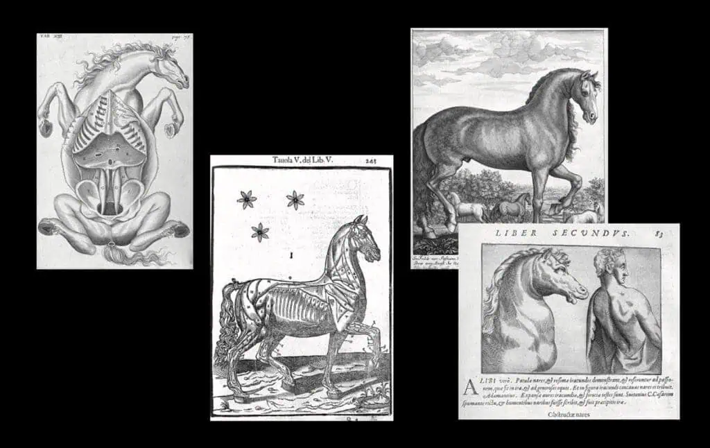 Collage of early horse anatomy engravings showing skeletal studies and classical pedigree animal iconography.
