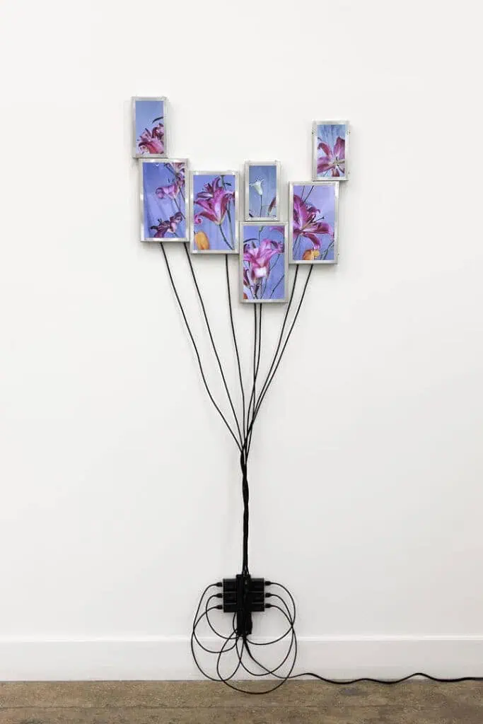 Wall-mounted flower screens from Julieta Tarraubella’s ‘The Secret Life of Flowers’ series.