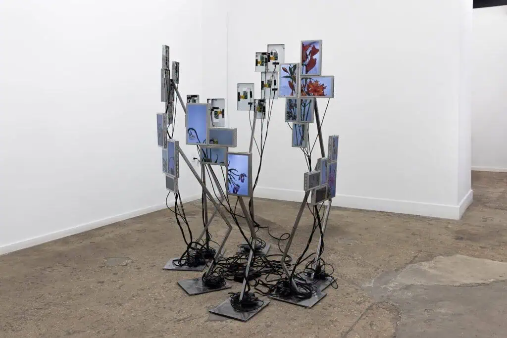 Installation view of Julieta Tarraubella’s ‘The Secret Life of Flowers’ with multiple screens displaying blooming flowers.