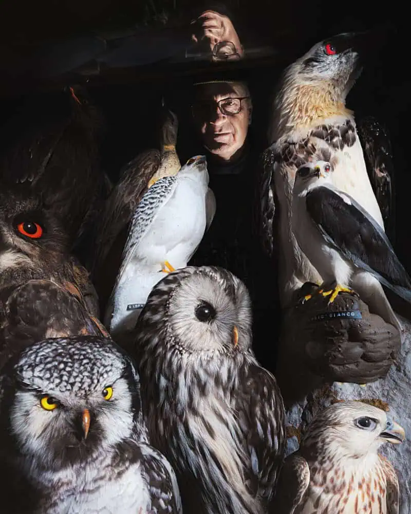 Wunderkammer: No Country for Kestrels editorial for The Cold Magazine